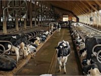 AGRICULTURA – SABE QUAIS SÃO AS REGRAS BÁSICAS DE PREVENÇÃO?