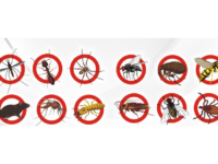 CONTROLO DE PRAGAS NO SETOR ALIMENTAR